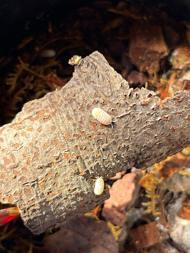 Magic potion isopods