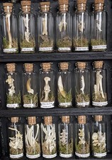 Bone Taxidermy Cabinet , Lit -