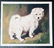 SAMOYED PUPPY   Vintage 1930's Textured Card  EE05