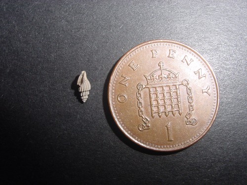 Very rare bartonian eocene - rare,