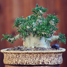 Pachypodium saundersii, Kudu
