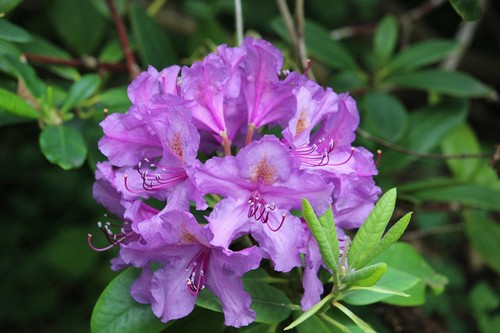Edith bosley rhododendron - bosley,