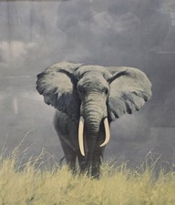 Vintage SIGNED David Shepherd