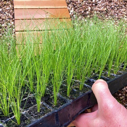 Feather grass plug plants - feather,