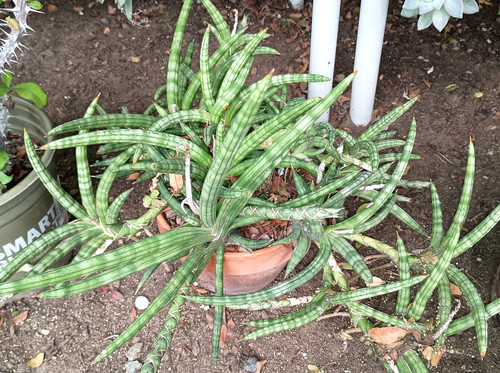 Sansevieria cylindrica - sansevieria,