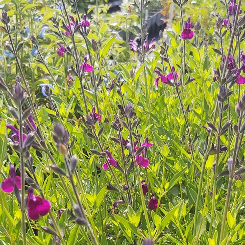 Salvia amethyst lips prominent - salvia,