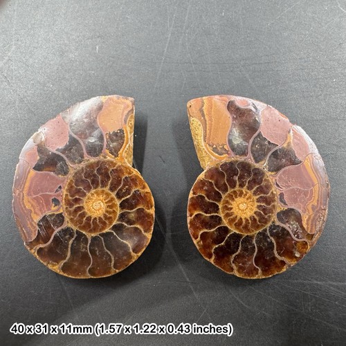 Cut polished ammonite fossil - polished,