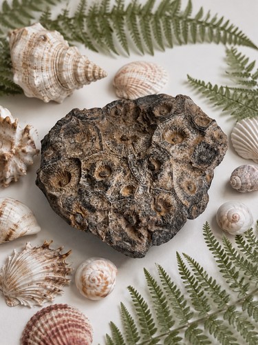 Fossil coral agatised crystal - agatised,