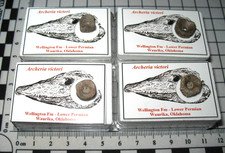 Permian Fossil Archeria