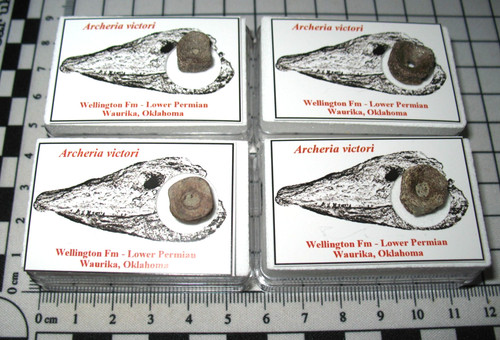 Permian fossil archeria - permian,