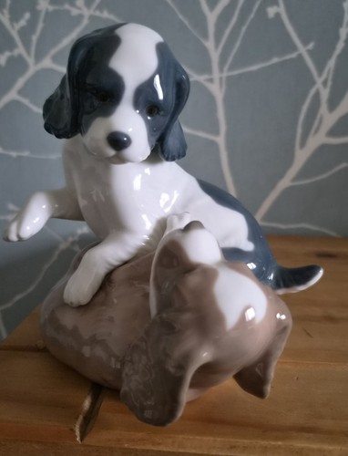 Working cocker spaniel puppies