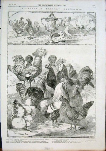 Original old antique print - old,