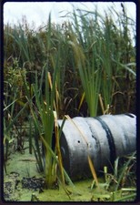 35mm Slide Transparency Old Colour Kodachrome Beer Keg In Marsh + Copyright 1980