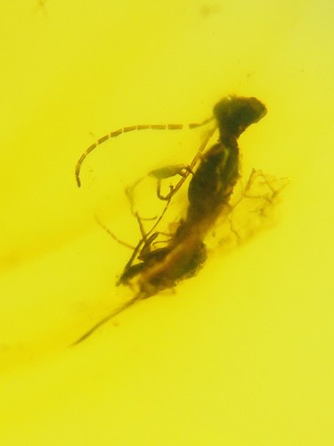 Burmese burmite cretaceous - burmese,