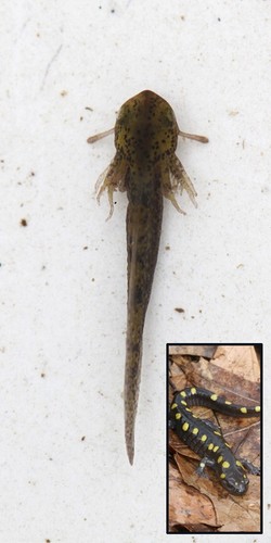 Live spotted salamander - 10+,