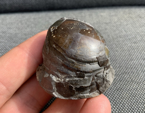 Fossil belemnite phragmocone - fossil,