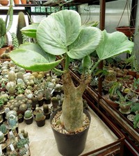 Cyphostemma currori 17cm diameter,Caudex,Euphorbia,Succulent Plants