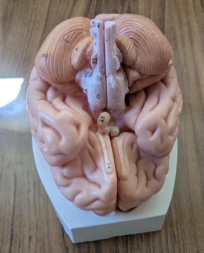 Vintage anatomy model - vintage+3b, of