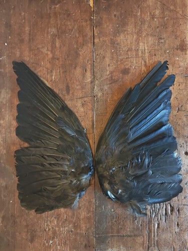 Crow wings displayed open - crow,