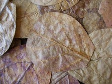 50 x NANO Indian Almond Leaves