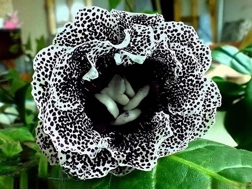 Florist gloxinia dalmation - gloxinia,