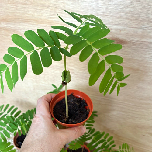 Tamarind tree plant tamarindus - tamarind,