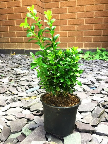 Box hedging plants in - up,