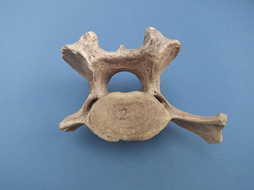 Cave bear fossil vertebrae - fossil,