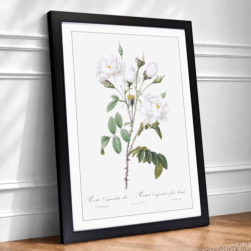 White roses flowers vintage - white,