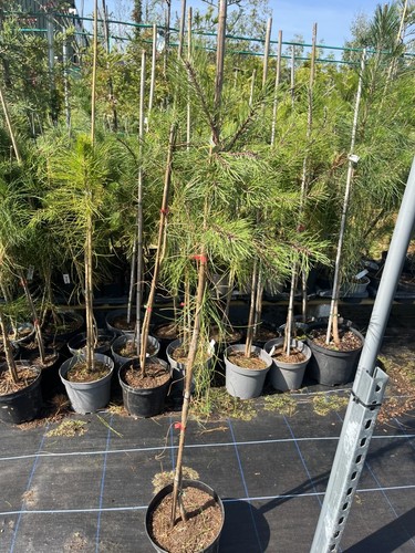 Maritime pine tree pinus - pine,