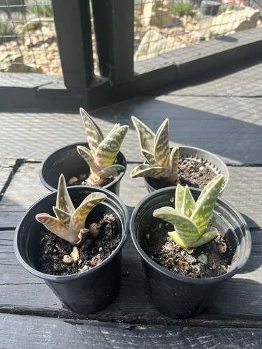 Tiger aloes succulent plant - tiger,