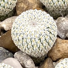 Epithelantha micromeris