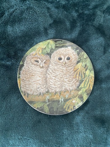 Wedgewood the baby owls tawny - the,