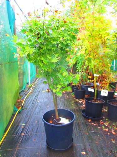 5ft inc pot 25litre large - pot,