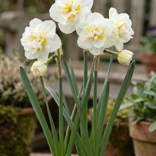 Daffodil narcissus bridal - daffodil,