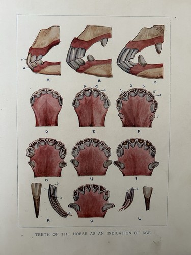 Antique print horse - antique,