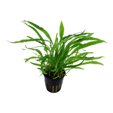 Microsorum pteropus narrow - microsorum,