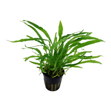 Microsorum pteropus Narrow Java Fern Aquarium Plant EU Grown 100% Shrimp Safe