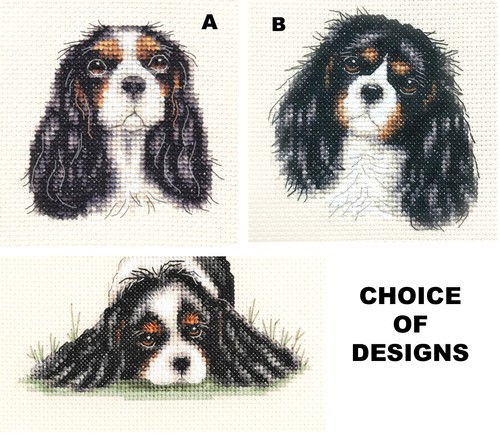Tri colour cavalier king - tri,