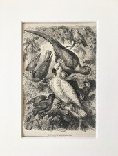 COCKATOO PARROTS Bird Print - c.1880 Mounted Antique B&W Wood Engraving