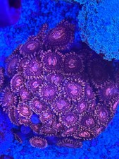 St4 live corals zoas polyp - 2-3,