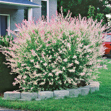 Salix Hakuro-Nishiki Flamingo