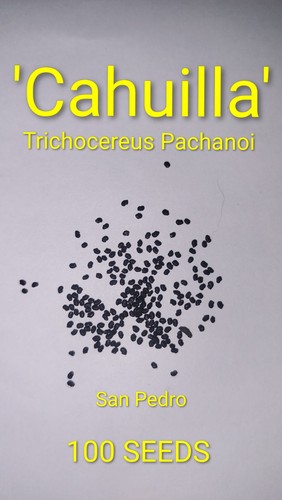 Sacred cactus seeds - sacred,