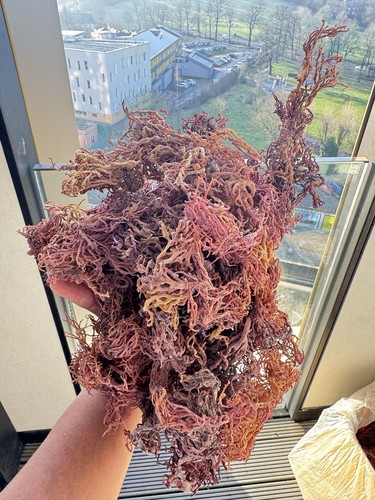 Raw pink sea - sea, moss