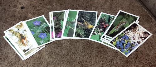 Grandee cigarette cards - grandee,