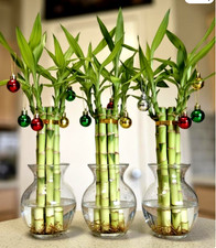 Lucky Bamboo 6x8 inches, FREE