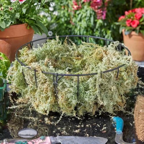 Sphagnum moss new - moss,