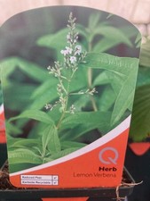 Lemon verbena 9cm pot edible