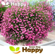 TRAILING LOBELIA CASCADE LILAC
