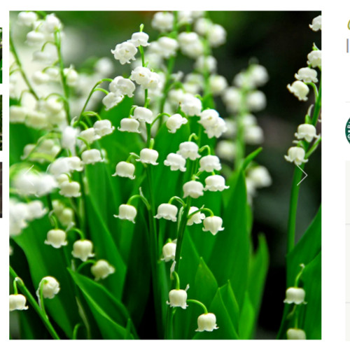 Convallaria majalis lily - convallaria,